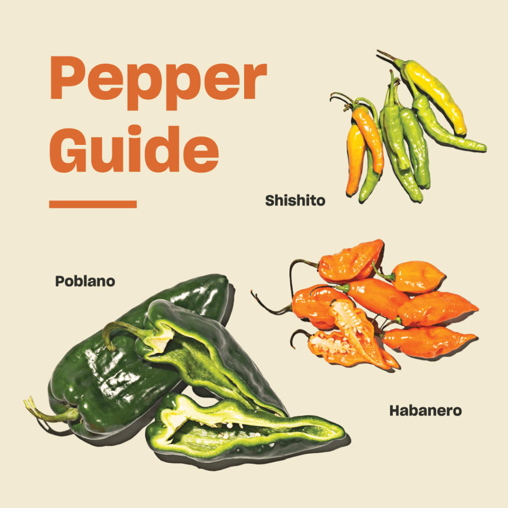 When to pick bell peppers: for refreshingly versatile fruit