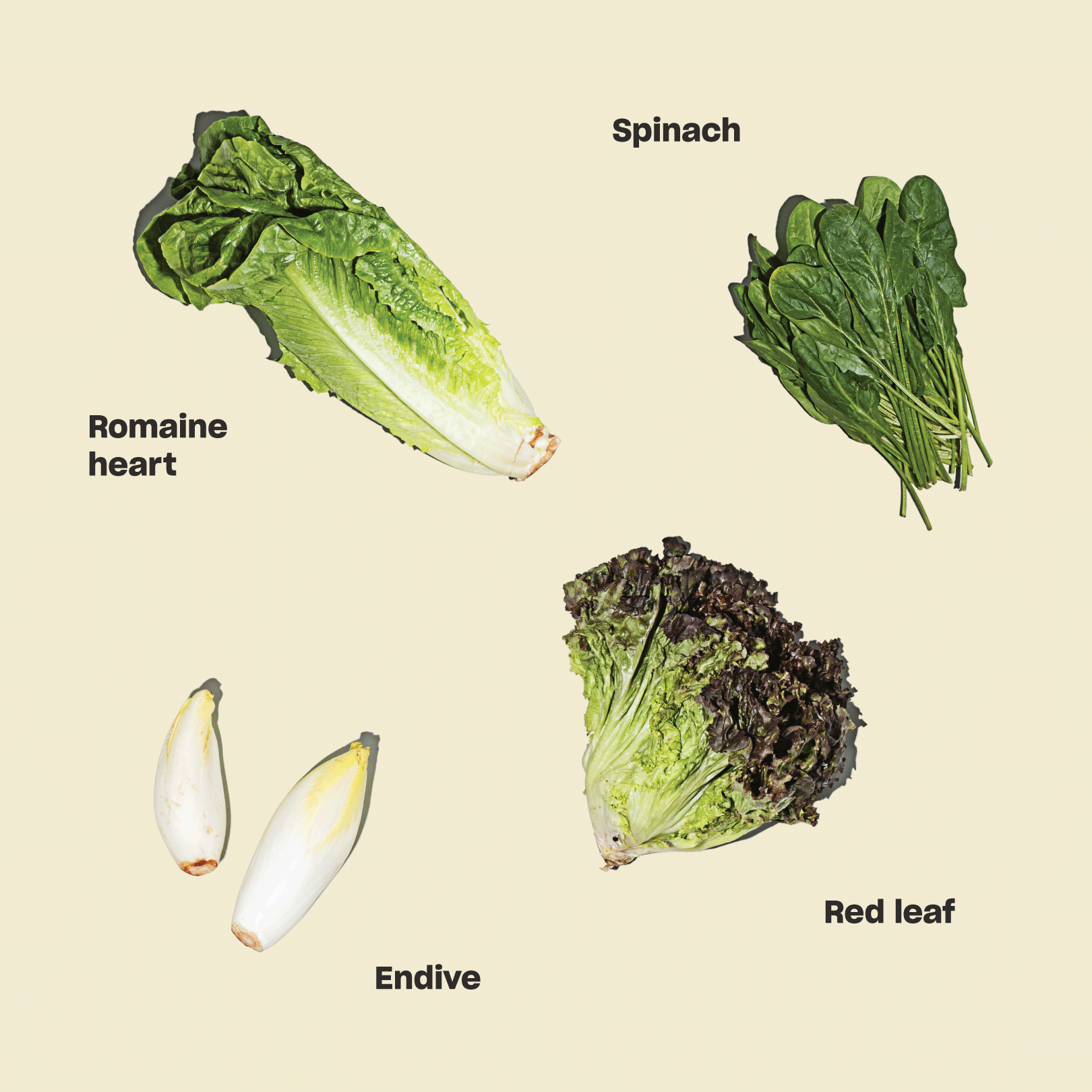 Not Just for Salads: Everything You Need to Know About Lettuce