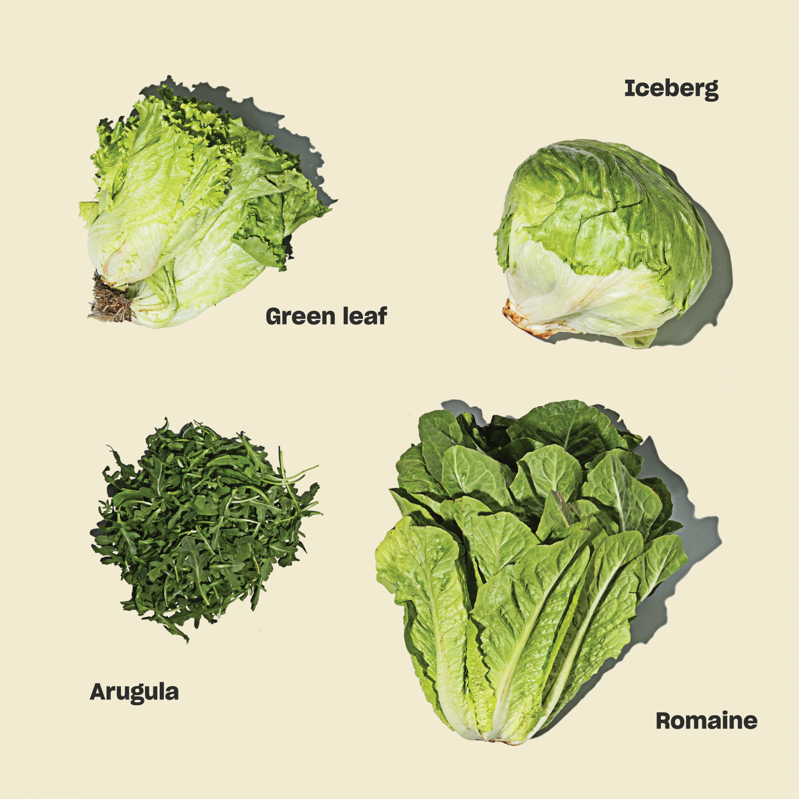 Not Just for Salads Everything You Need to Know About Lettuce